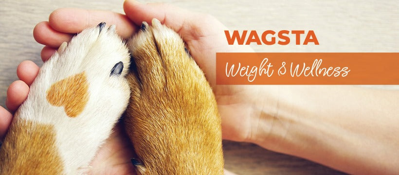 Welcome to Wagsta, Your Go-To for Everything Walkies, Weight &amp; Wellness!