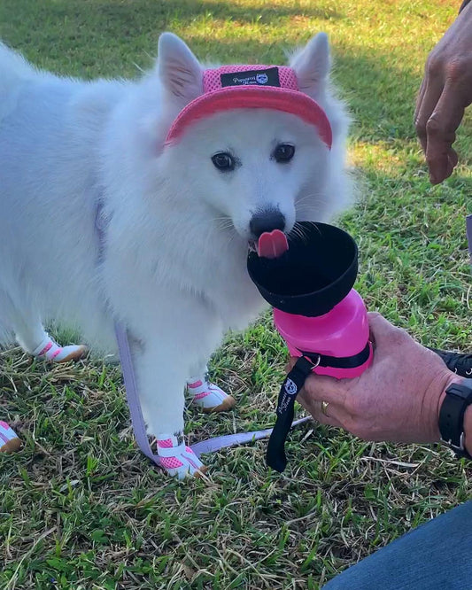 A Handy Solution for Your Pet's Hydration Needs