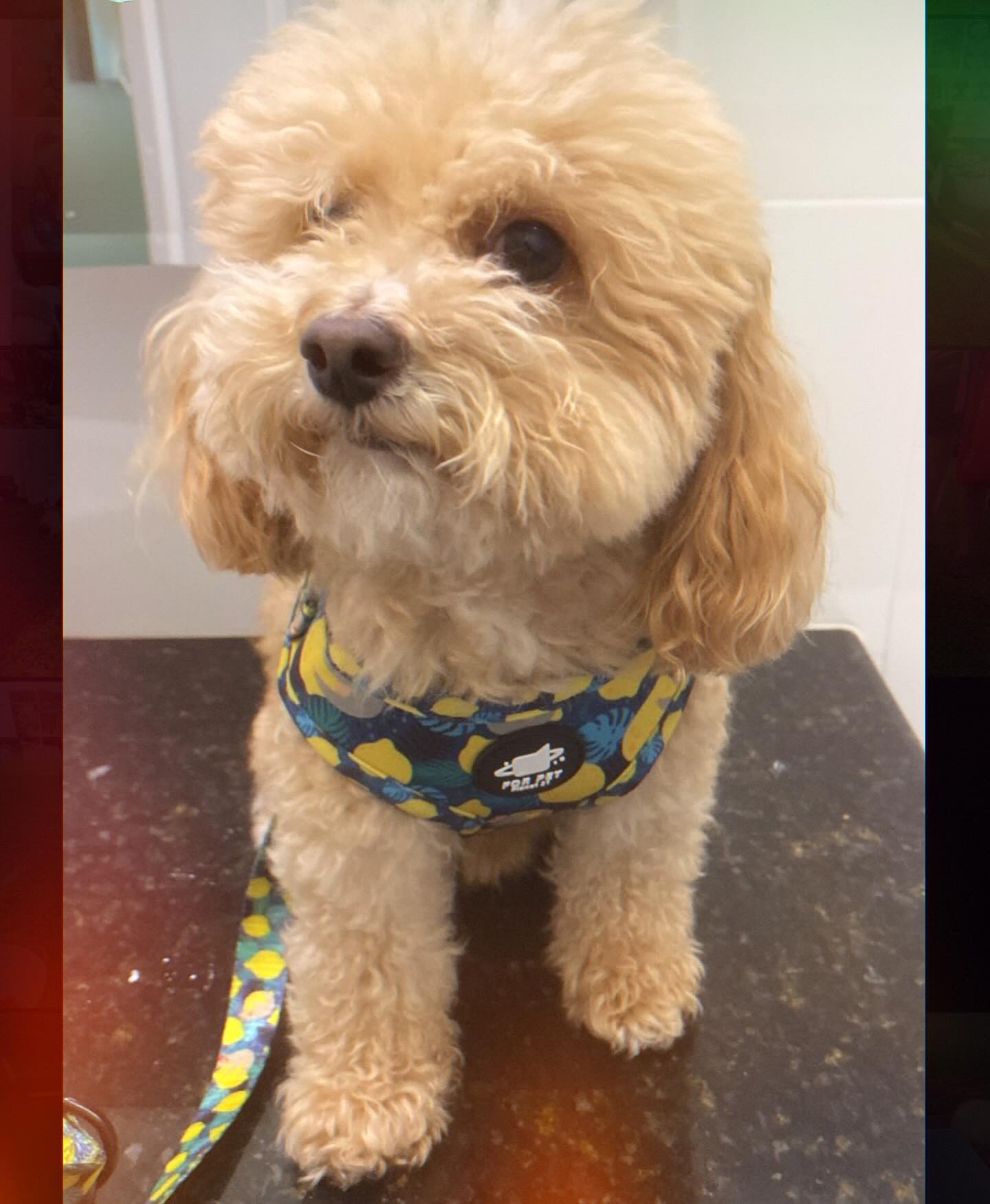 Lemon Sloth Harness