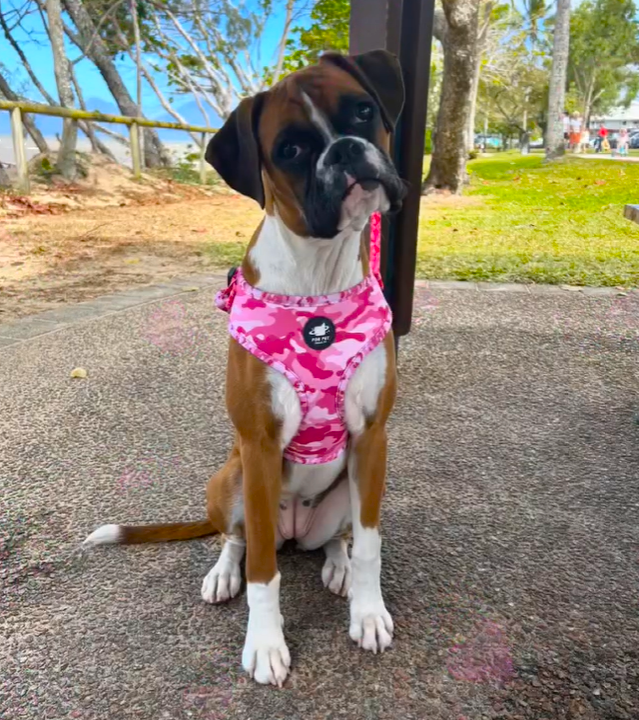 Pink Camo Harness